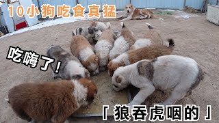 10条狗崽吃肉真猛，互相抢食场面一片混乱，不愧是十大猛犬之一！