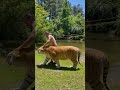 beautiful golden bengal tiger