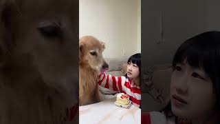 My sister made a wish, but the cake was eaten by Yuanbao #goldenretrieverfun #cutepets#shorts