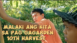 FILIPINO FARMER IN PHILIPPINES HIS 10TH HARVEST IN AMPALAYA WITH HIS COUSIN