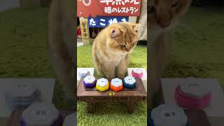 注意注意！我要去当小野猫了 😺😺😺 #cat #萌宠 #pets #cute #funny