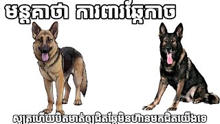 បាលី ការពារឆ្កែកាច