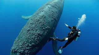 The Gentle Clean-Up: How Barnacles are Removed from Whales