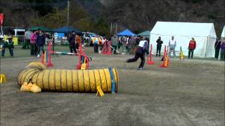 2012ＪＫＣクラブアジリティー競技会　長崎ウィズワン