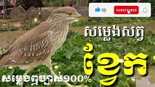 សម្លេងសត្វខ្វែក