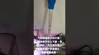 減少新買米蝦的死亡率