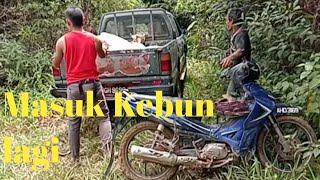 Masuk kebun lagi