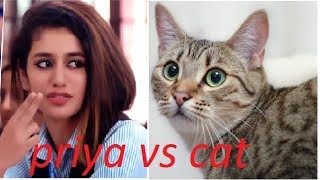 Priya Prakash VS  CAT|| FUNNY VIDEO  ||VIRAL VIDEO || GOODEVIL||