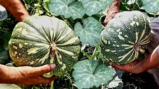 Pumpkin farming || pumpkin cultivation, pumpkin growing, 3g cutting, and pumpkin harvest