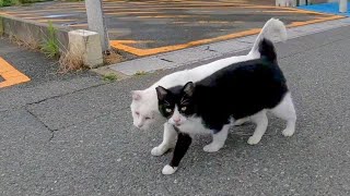 寄り添いあって歩く野良猫