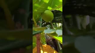 കാണാതെ പോകല്ലേ ഈ കടച്ചക്കയെ!!കടച്ചക്ക/Breadfruit||I'MMY BOSE||#shorts #breadfruit#kadachakka