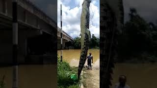 Gempar... Buaya Teluk Intan ditangkap