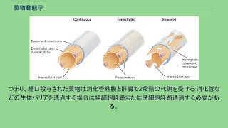 薬物動態学