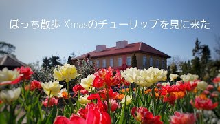 【冬】アイスチューリップを見に花菜ガーデンへ【2019年】