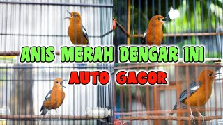 4 EKOR ANIS MERAH NGEPLONG GACOR UNTUK PANCINGAN ANIS MERAH BIAR BUNYI