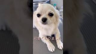 チワワちゃんのシャンプー　#チワワ　#犬の美容室　#わんこ