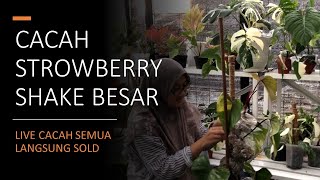 CACAH STRAWBERRY SHAKE BESAR SAAT LIVE | LANGSUNG SOLD