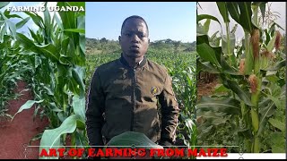 #OKULIMAKASOOLI: Chemistry of earning from Maize Farming!!! Farming Uganda.