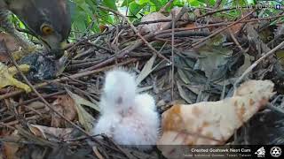 20200519 植物園鳳頭蒼鷹直播珍貴紀錄－破殼3 大福出生後第二餐 Crested Goshawk Nest Cam, Taipei Botanical Garden