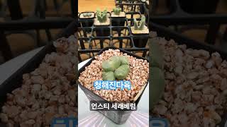 #코노 #립톱스 #다육이 #반려식물 리톱스맛집 코노맛집  1세대 일본수입코노