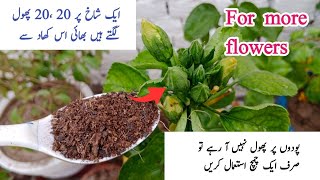 Homemade fertilizers to get more flowers from plants || پودوں سے زیادہ پھول حاصل کریں