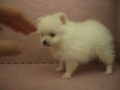 10 18 白色茶杯松鼠博美 pomeranian 母幼犬 日新犬舍