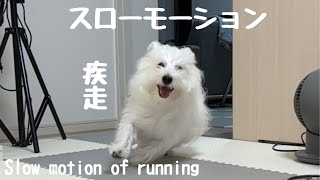 犬の走る姿をスローモーションで追う