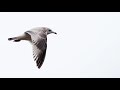 olympus tips my best settings for birds in flight ep.69