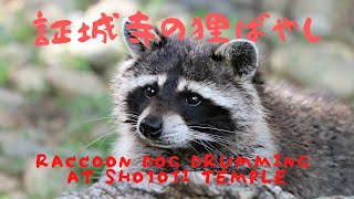 証城寺の狸囃子 Raccoon dog drumming at Shojoji Temple