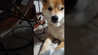 柴犬　立派な二重あご