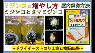 【ミジンコの繁殖】ドライイーストの与え方検証結果 ▶ミジンコとタマミジンコ◀