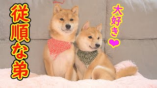 ベッド争奪戦に敗れ、兄柴犬に従う弟が可愛すぎる❤