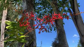 ARACHNIS in Full Bloom