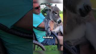 A lonely donkey finds a loving home ❤️