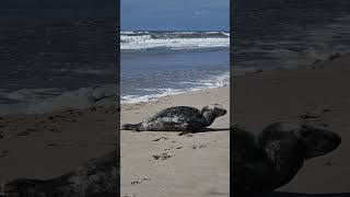 Seal / Zeehond - kijkduin, Nederland / The Netherlands