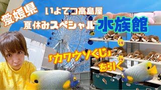 愛媛県でいよてつ高島屋の限定水族館でぬいぐるみくじを求めていってきた