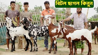 বিটল ছাগলের বিশাল কালেকশন।বিটল পাঠা ও বিটল খাসির দাম জানুন হান্নান ভাই এর খামারে