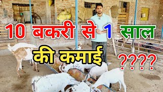 10 बकरी से एक साल की कमाई ???? | 10 Bakri se 1 sal ki kamai | 20 Bakri se 1 sal ki kamai