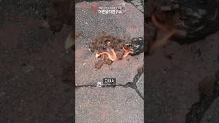 캠핑가서 라이터 없이 불 붙이는 다이소 신박템