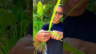 Fall Gardening | How to Make Lemongrass Tea Rings 🍋🍋