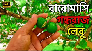 সৌদি আরবে বারোমাসি গন্ধরাজ লেবু / Baromasi gandharaja lebu / গন্ধরাজ লেবু চাষ / bangla vlog