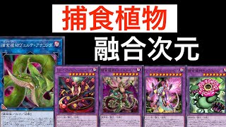 【遊戯王LotD】あんまりうるさいとカードにしちゃうよ？捕食植物デッキレシピと解説動画。