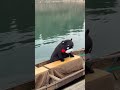 くまモンさん人吉の川下りのこたつ舟に乗る‼️ 熊本熊 くまモン県 kumamon くまモン 人吉川下り くまモンfanサミットin人吉 公式オプショナルバスツアー 球磨川くだり