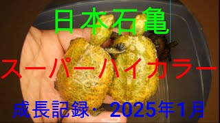 2025年スーパーハイカラー成長記録1月です。孵化後3か月の子亀の記録です。