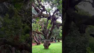 Cubbon Park and Vidhana Soudha, Bangalore, Karnataka | കബ്ബൺ പാർക്ക്‌ 🏞 and വിധാന സൗധ 🏛 #shorts