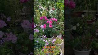 【HD動画】2024年5月22日  薔薇が満開です。 #flowers #garden #癒し#自然 #naturelovers #薔薇は美しく散る #ばらの花 #rosegarden