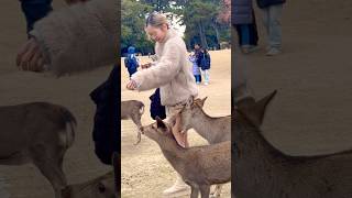 なんてことする鹿🫎優しい観光客NARA PARK