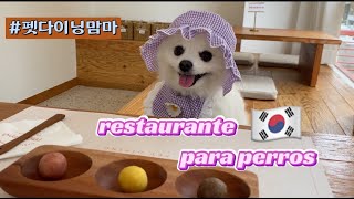 [ES/JP]🇰🇷vlog/레스토랑  맘마 /mamma/コース料理/ペット可レストラン/restaurante de perros/ソウルカフェ