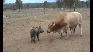 Bull Fights Wild Pig