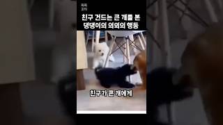 친구 건드리는 큰 개를 본 댕댕이의 놀라운 행동